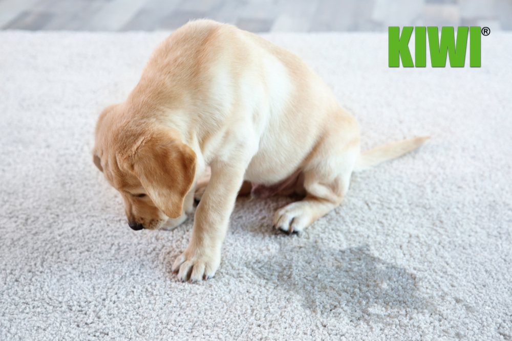 How to get rid of a strong urine odor from the carpet?