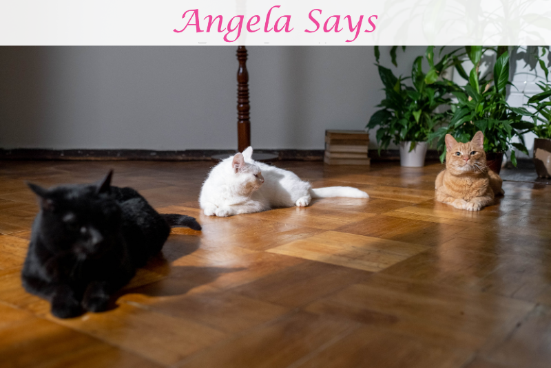 Top Professional Methods for Eradicating Pet Stains from Hardwood Floors 
