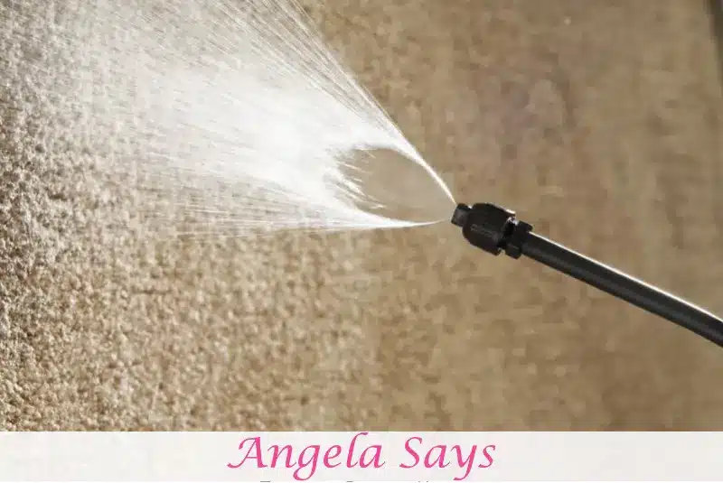 Prevent Carpet Beetle Infestations