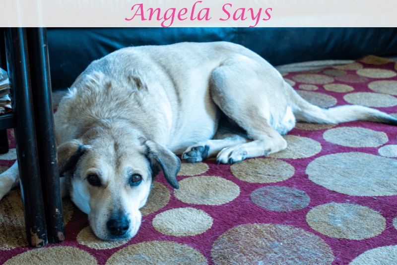 Choosing-Rug-for-Pets