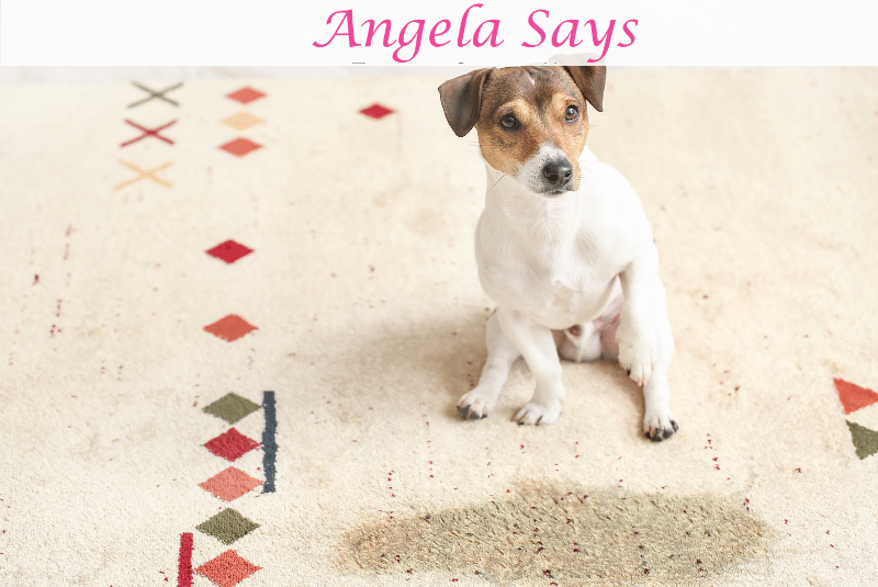 How to Remove Dog Urine Smell from a Rug (Step-by-Step at Home)