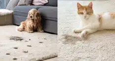 Pet stains on carpet