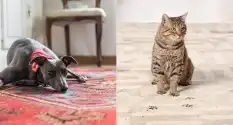 Rug Pet Stains Removal