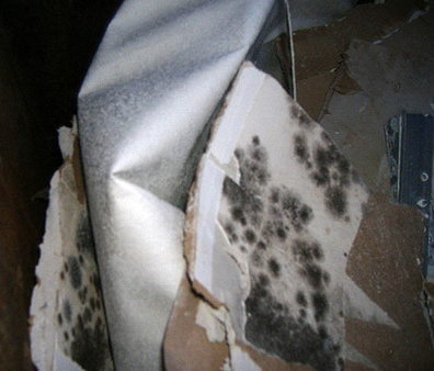 Mold On Wall Needed To Be Removed