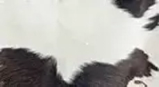 Cowhide