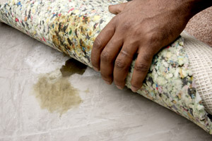 Mold Removal Services